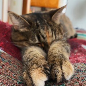 Meet your Posher, Annie